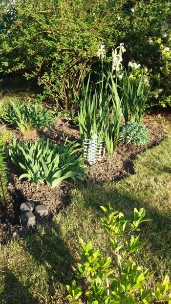 Iris siberica alba - Gradina si terasa PrimaLuce_7-Hello 2020