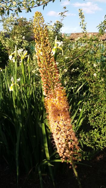 eremurus robustus - Gradina si terasa PrimaLuce_7-Hello 2020
