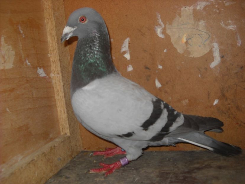  - PORUMBEI VANDUTI 2