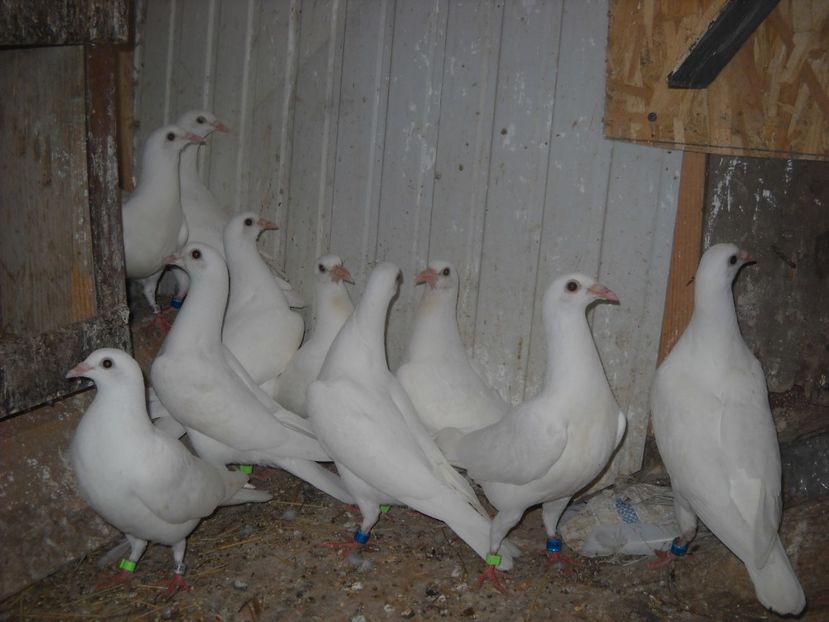  - UNDEVA IN SUCEAVA arhiva