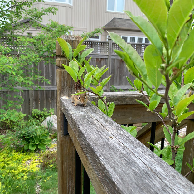 :) :) :) m-am ascuns! - Jurnalul gradinii 2020