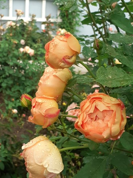  - Lady of Shalott 2020