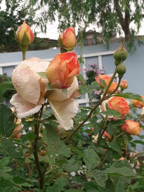  - Lady of Shalott 2020