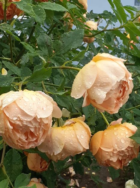  - Lady of Shalott 2020