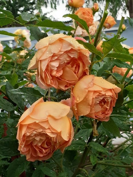  - Lady of Shalott 2020