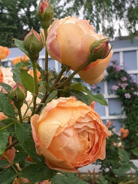  - Lady of Shalott 2020