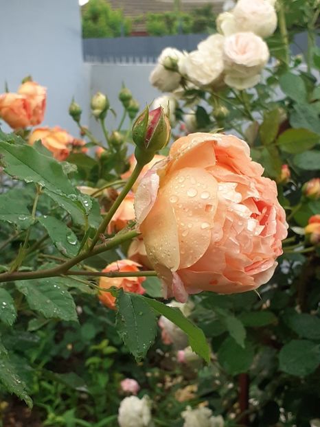  - Lady of Shalott 2020