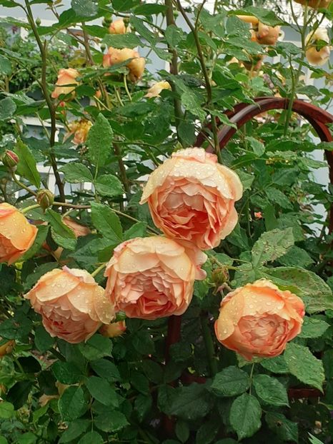  - Lady of Shalott 2020