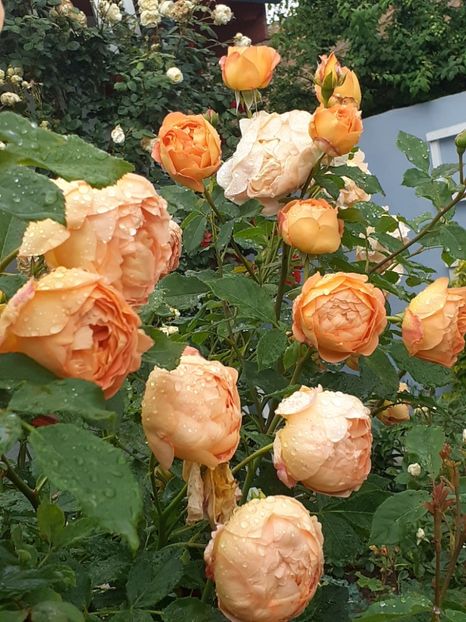  - Lady of Shalott 2020