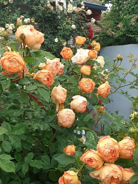  - Lady of Shalott 2020