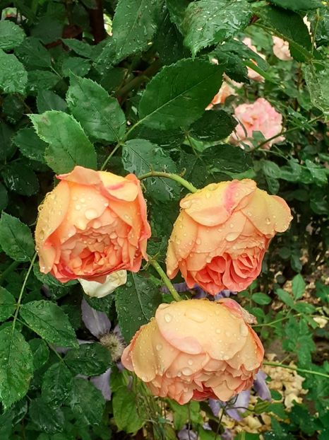  - Lady of Shalott 2020