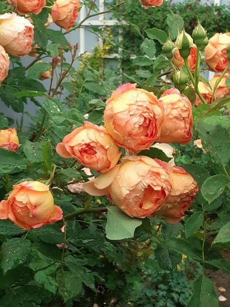  - Lady of Shalott 2020