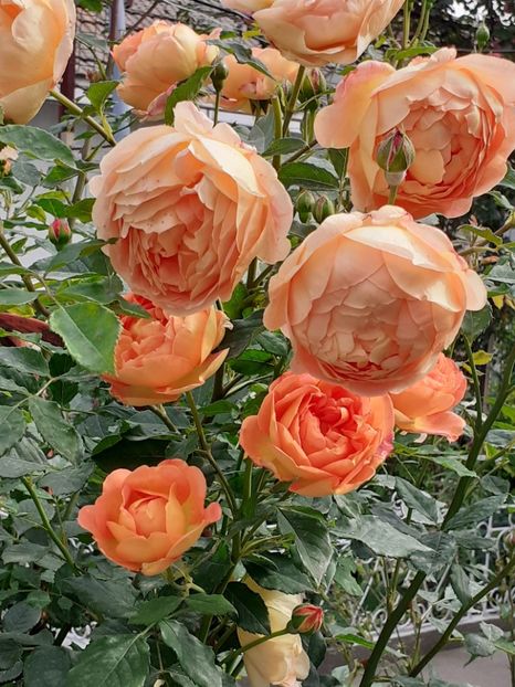  - Lady of Shalott 2020