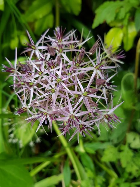  - Allium 2020 21 22