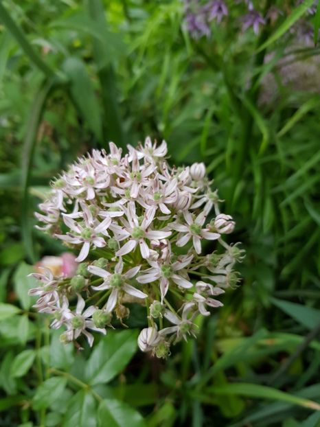  - Allium 2020 21 22