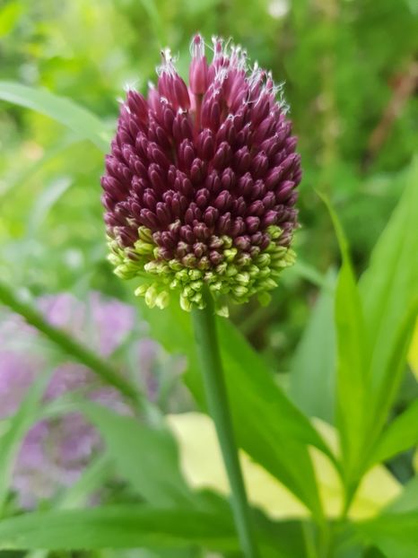  - Allium 2020 21 22