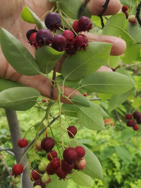 - arbori fructiferi 2020