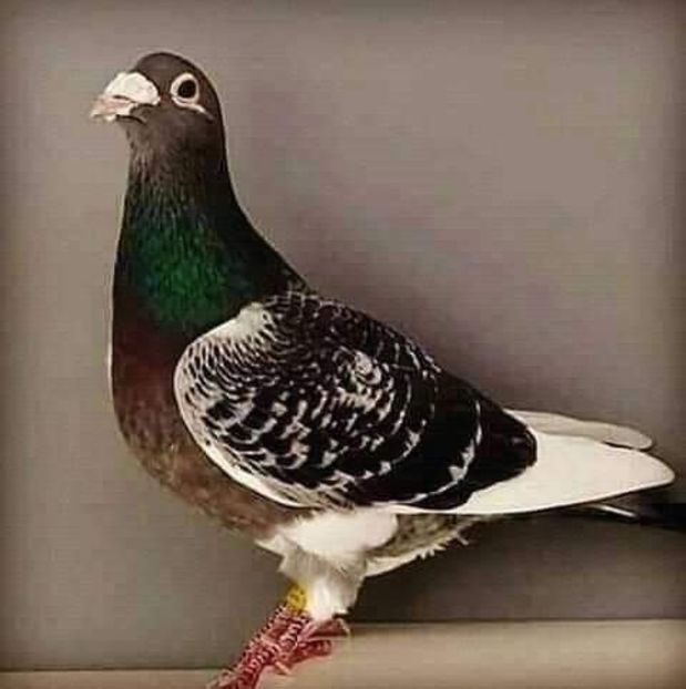  - NU AMI APARTIN 2020