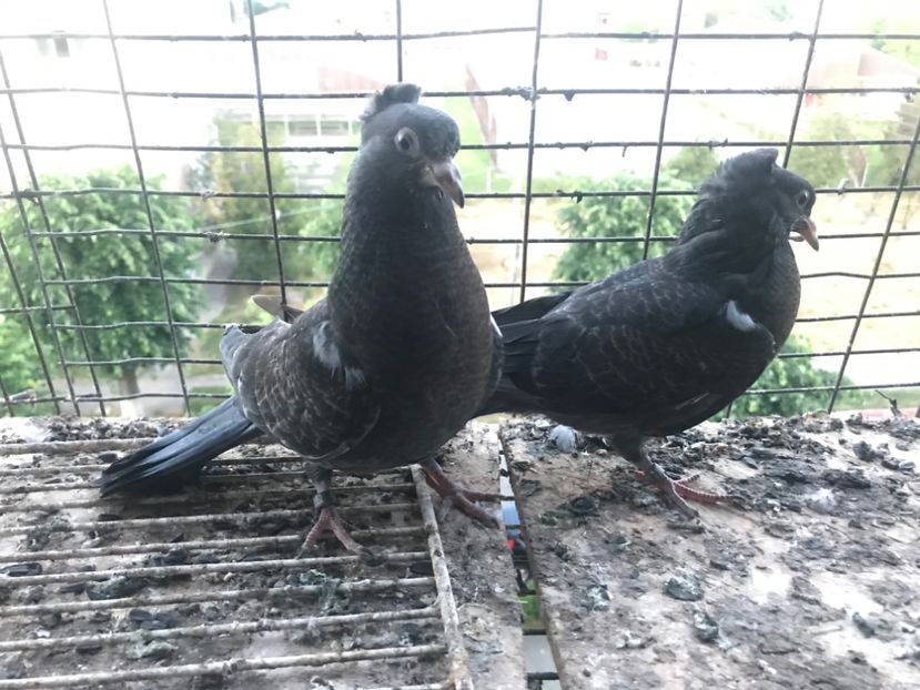 58F490A0-5DCC-45D1-9329-0F2D027C149C - Pui Zburator Beograd