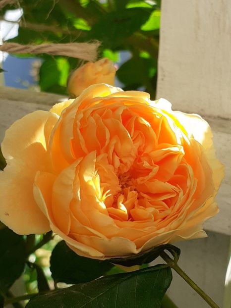 - Crown Princess Margareta 2020