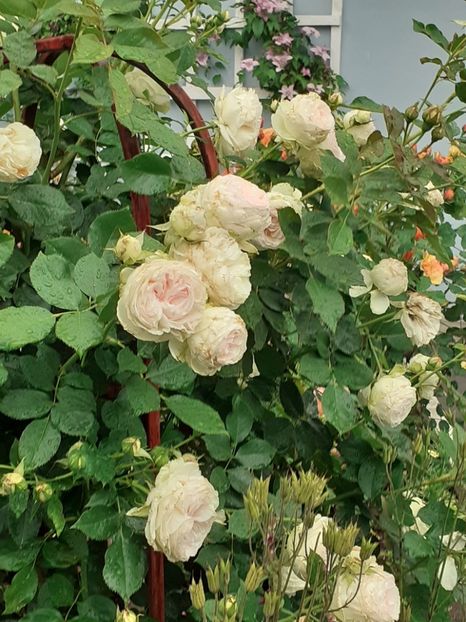  - Palais Royale 2020