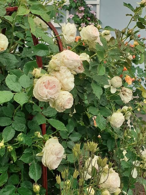  - Palais Royale 2020