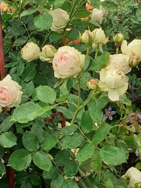  - Palais Royale 2020