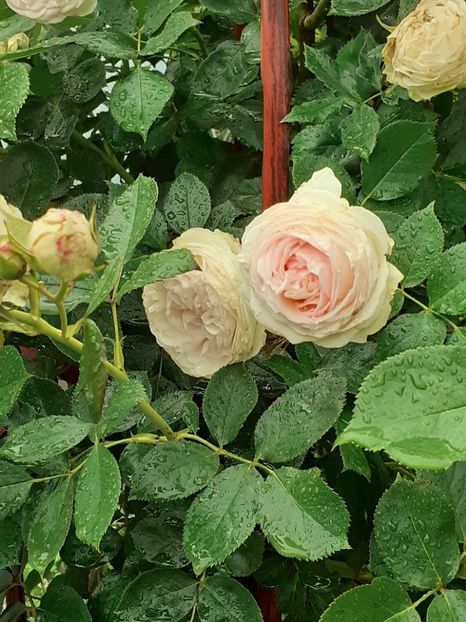  - Palais Royale 2020