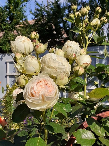  - Palais Royale 2020