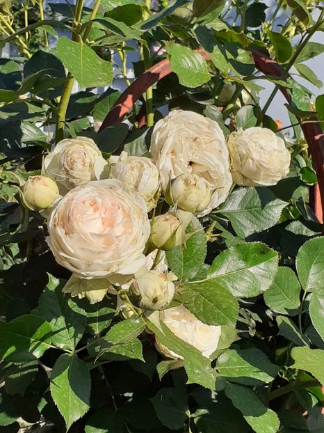  - Palais Royale 2020