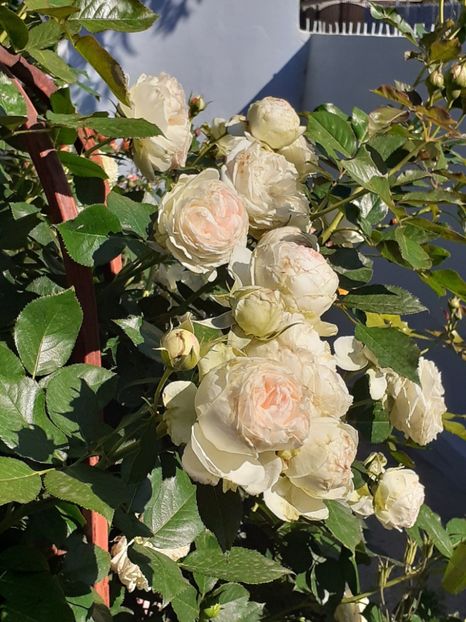  - Palais Royale 2020