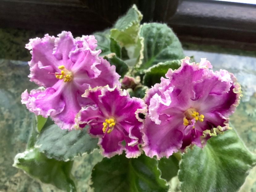  - AAAAViolete de colecție 2020