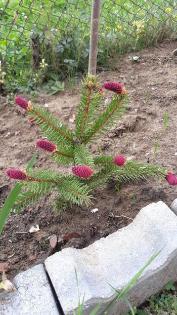 Pere de brad - Gradina 2020