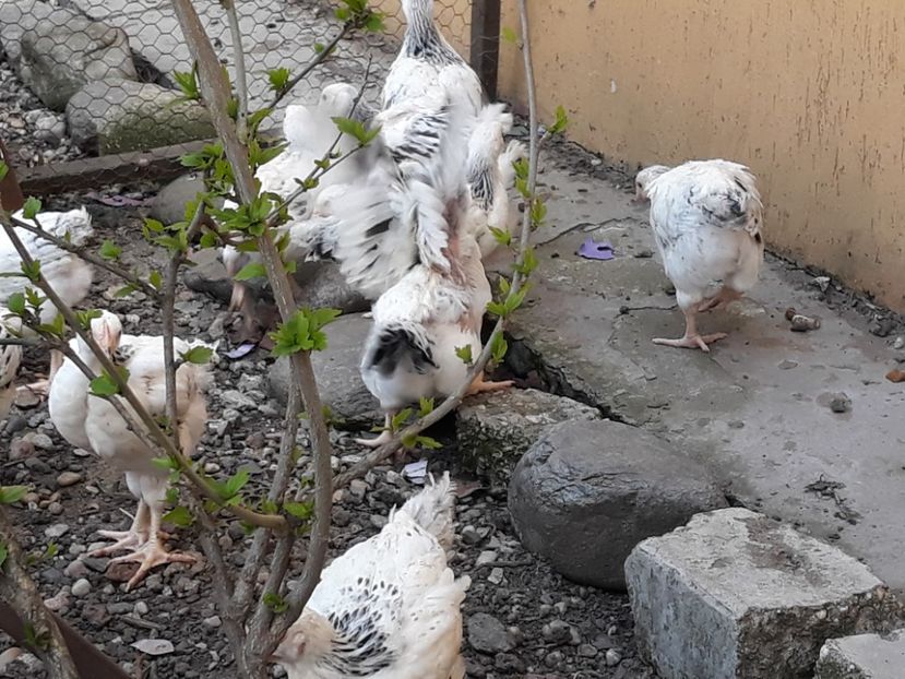  - Pui de găină 2020