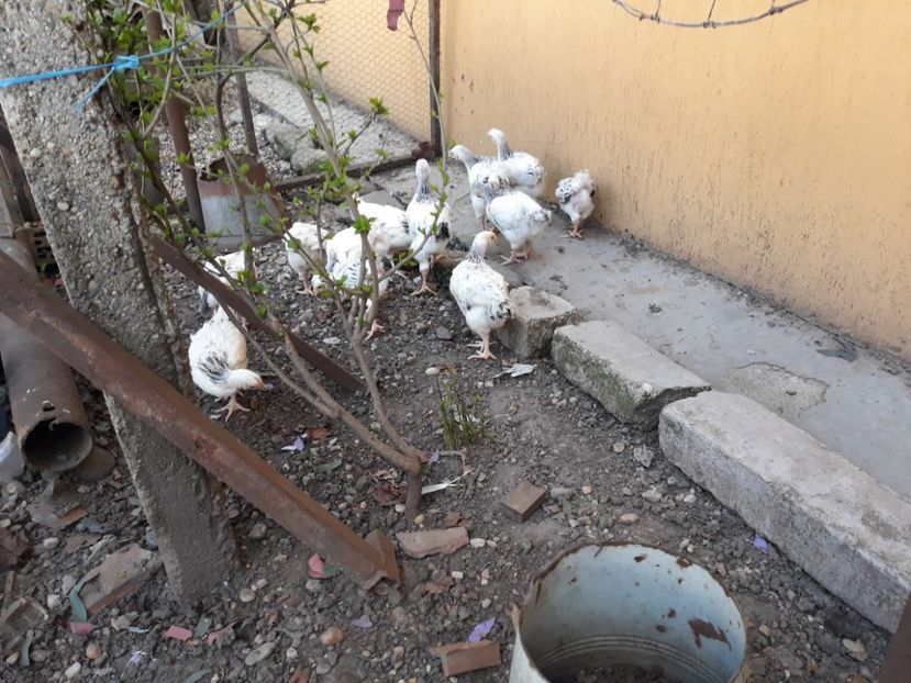  - Pui de găină 2020