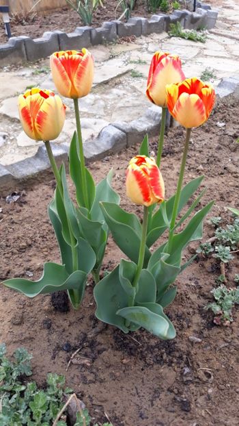  - Gradina 2020