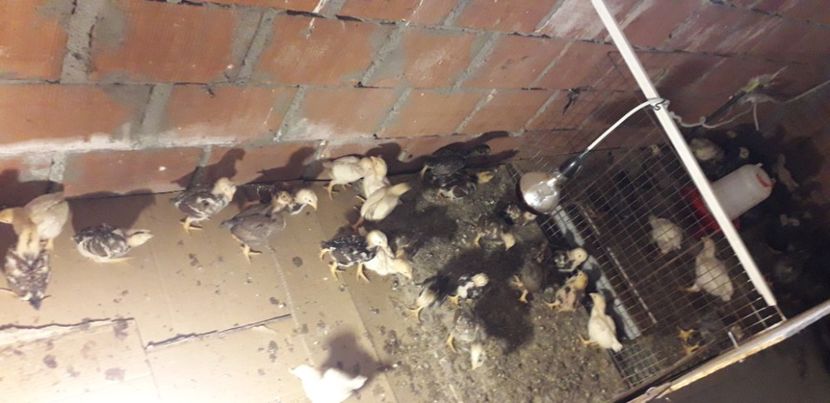  - Pui 2020 combatant indian