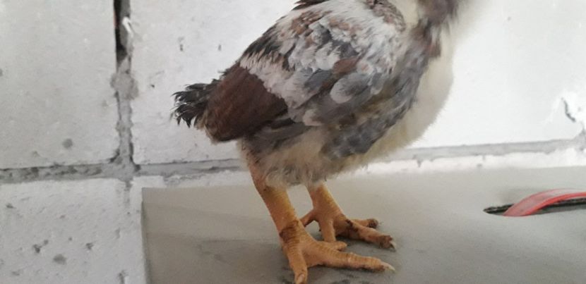  - Pui 2020 combatant indian