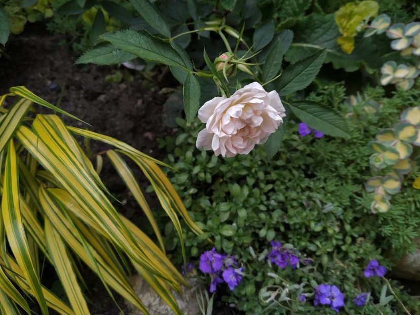  - Rosa alba cymbaefolia