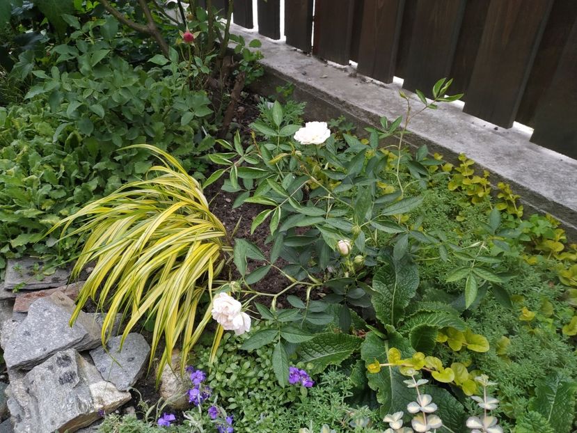  - Rosa alba cymbaefolia