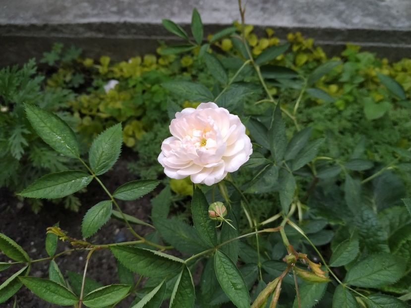 Alba Cymbaefolia - Iunie 2019- 2020