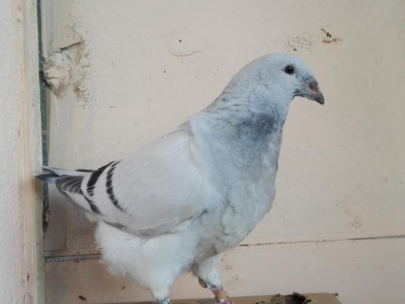 TORPILA M 2020 - PUI 2020