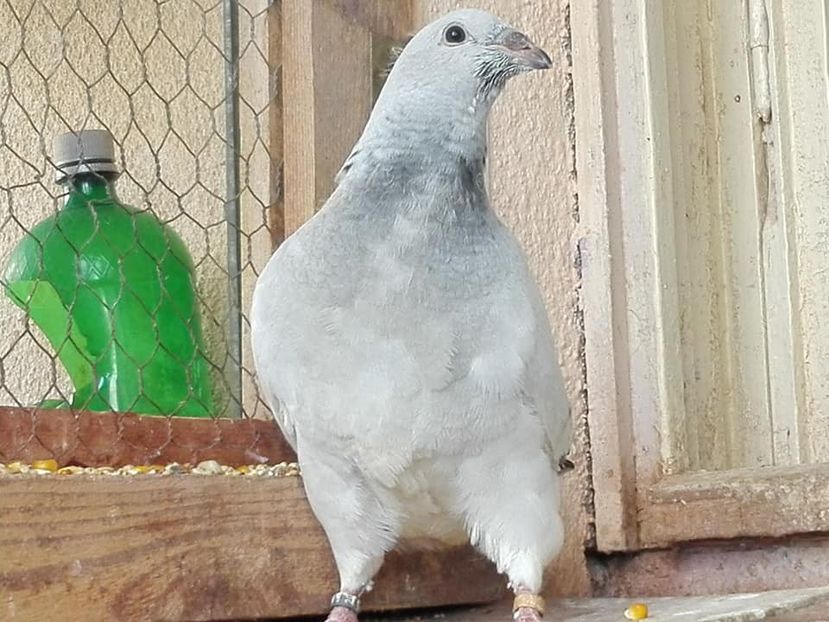 TORPILA M 2020 - PUI 2020