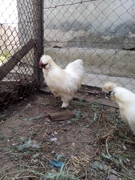 received_2675227616076887 - Matase Japoneza