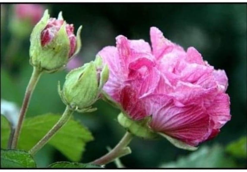 Hibiscus...??? adus din Turcia - noi achizitii