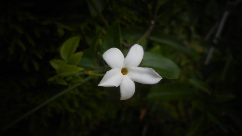 "Azoricum",prima floare...vremea... - Culori 2020