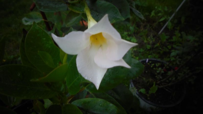 Mandevilla,primii pasi in aer liber - Culori 2020