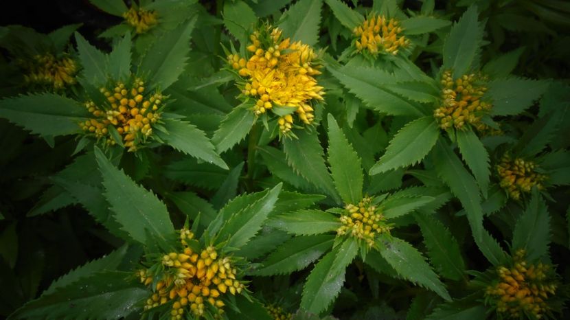 Rhodiola - Culori 2020