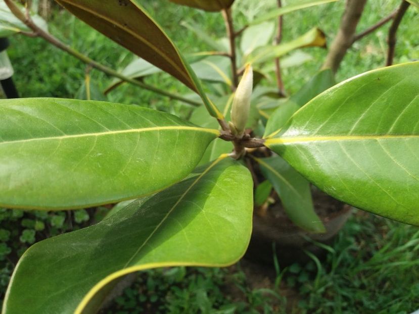  - magnoliile mele