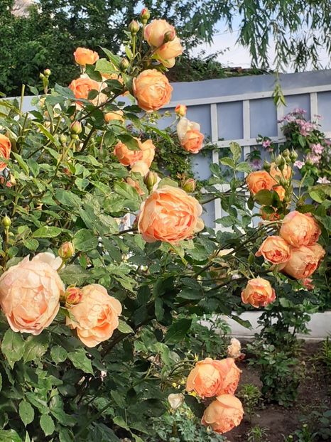  - Lady of Shalott 2020